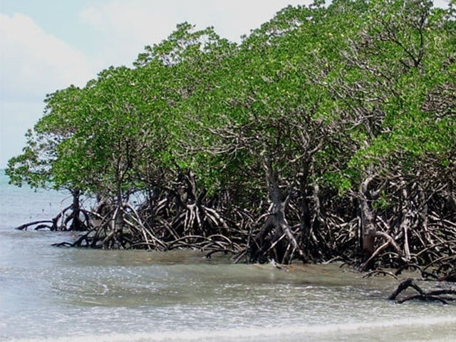 on november 26 the apex court had already stopped the sindh government from selling approximately 600 acres of mangrove covered area photo afp on november 26 the apex court had already stopped the sindh government from selling approximately 600 acres of mangrove covered area photo afp