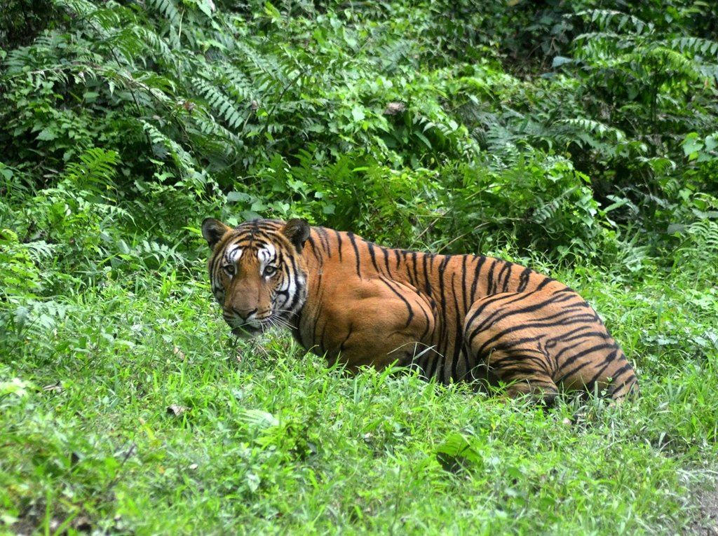 in this photograph taken on december 21 2014 a royal bengal tiger pauses in a jungle clearing in kaziranga national park some 280kms east of guwahati photo afp