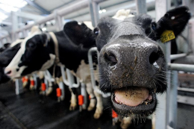 the number of british dairy farmers has fallen below 10 000 for the first time as low prices force many out of business photo afp