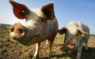 brain invasion pork tapeworms could cause epilepsy brain invasion pork tapeworms could cause epilepsy