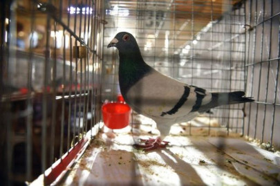 is rounding up and executing boys for pigeon breeding in iraq