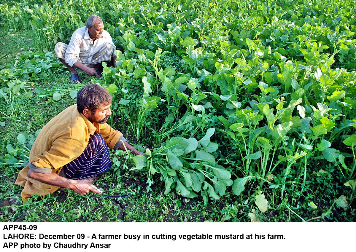 timely rains would be able to fulfil the water requirement of all seasonal crops including wheat and pulses cultivated over a vast area said commissioner minor crops dr aslam gill photo app