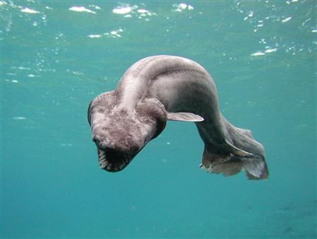 pre historic frilled shark caught in victorian waters for the first time