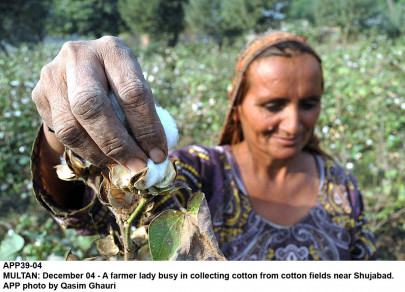 seed sellers registration of 100 companies may be cancelled seed sellers registration of 100 companies may be cancelled