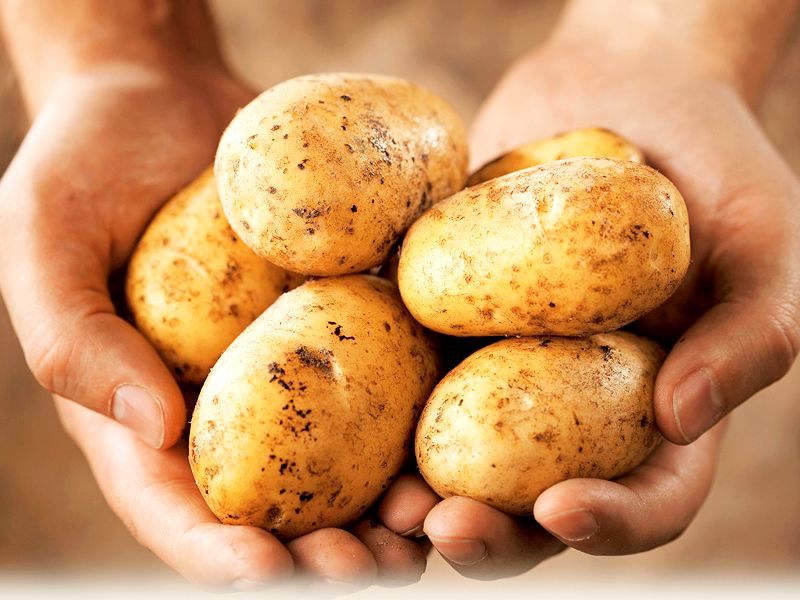 dieters often wrongly believe potatoes are calorific and fattening as they are naturally fat free and lower in calories than most people think photo file