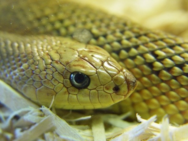 until now the fossil record had suggested snakes slithered onto the scene in the upper cretaceous period about 94 100 million years ago stock image until now the fossil record had suggested snakes slithered onto the scene in the upper cretaceous period about 94 100 million years ago stock image