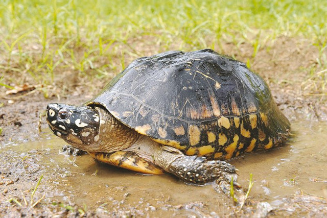 freshwater turtles such as the black pond turtle need to be protected from anthropogenic activities photo credit franck bonin freshwater turtles such as the black pond turtle need to be protected from anthropogenic activities photo credit franck bonin