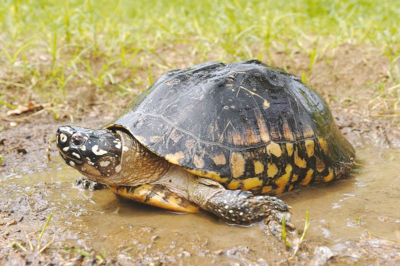 freshwater turtles such as the black pond turtle need to be protected from anthropogenic activities photo credit franck bonin