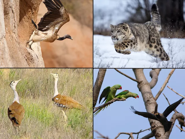 land use changes have chased off many of these animals and birds as their habitats shrink photo world wildlife fund pakistan land use changes have chased off many of these animals and birds as their habitats shrink photo world wildlife fund pakistan