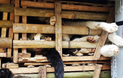 vietnam police save thousands of cats from being turned into cat food