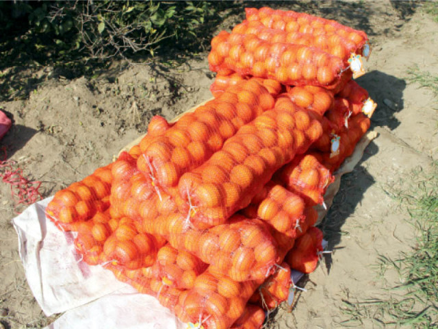 oranges being graded in an orchard in palai a town in malakand district photo fazal khaliq express oranges being graded in an orchard in palai a town in malakand district photo fazal khaliq express