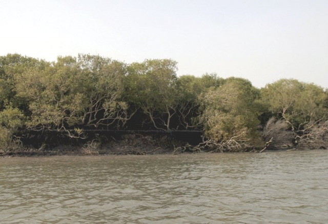 sindh s mangrove forests which thrve in the mingled salt and freshwater of the indus delta are threatened by pollution exploitation by the area s communities and coastal development projects photo courtesy farhan anwar