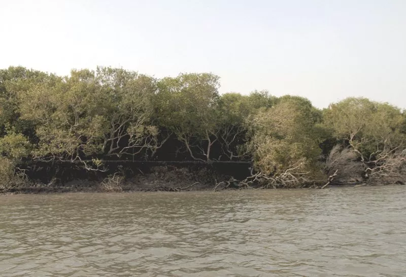 sindh s mangrove forests which thrve in the mingled salt and freshwater of the indus delta are threatened by pollution exploitation by the area s communities and coastal development projects photo courtesy farhan anwar sindh s mangrove forests which thrve in the mingled salt and freshwater of the indus delta are threatened by pollution exploitation by the area s communities and coastal development projects photo courtesy farhan anwar