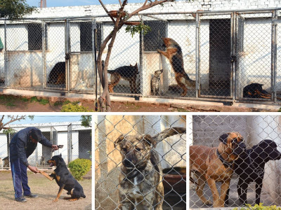 fighting terror the dogs of war fighting terror the dogs of war