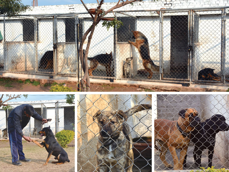 over the last 13 years thousands of dogs have graduated from banigala dog centre photos huma choudhary express