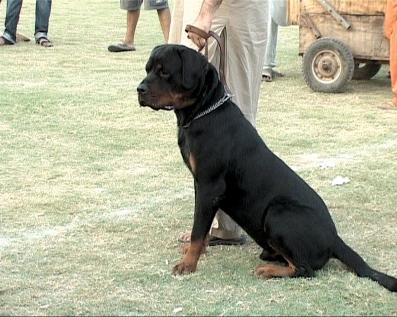 dream girl the best puppy of the show poses for a picture after the competition concluded photo shahid saeed express