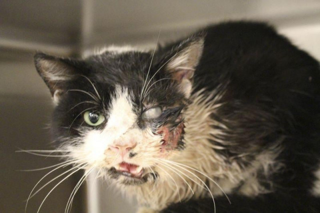 humane society is calling bart a quot miracle cat quot while the ordeal earned him the nickname quot zombie cat quot on social media photo reuters humane society is calling bart a quot miracle cat quot while the ordeal earned him the nickname quot zombie cat quot on social media photo reuters