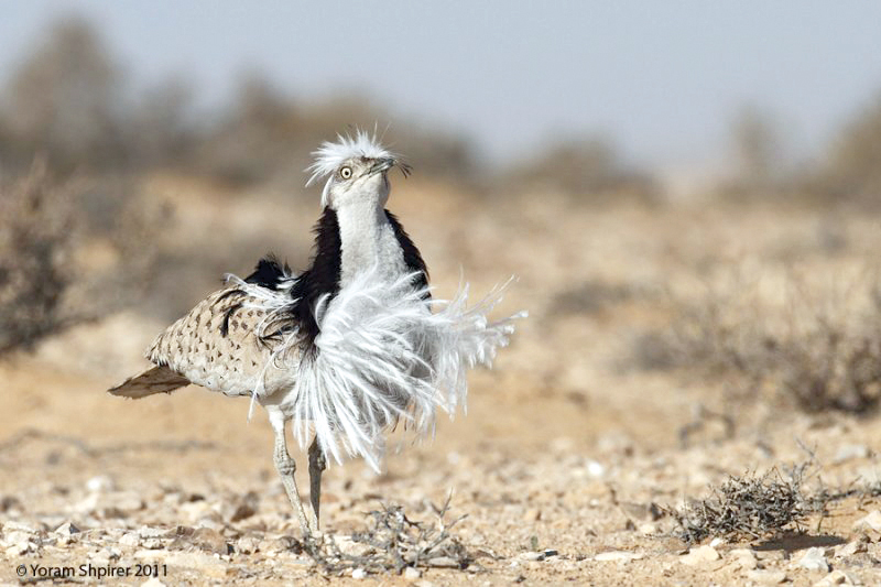 Houbara hunting: Camp set up, Saudi prince yet to arrive