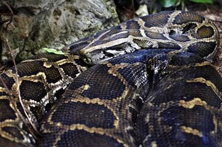 man says he had been eating the snake meat for its medicinal value photo reuters