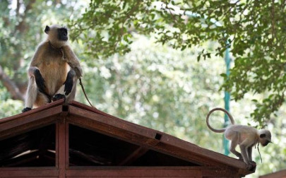 indian brides hire langur security to halt monkey business at weddings indian brides hire langur security to halt monkey business at weddings
