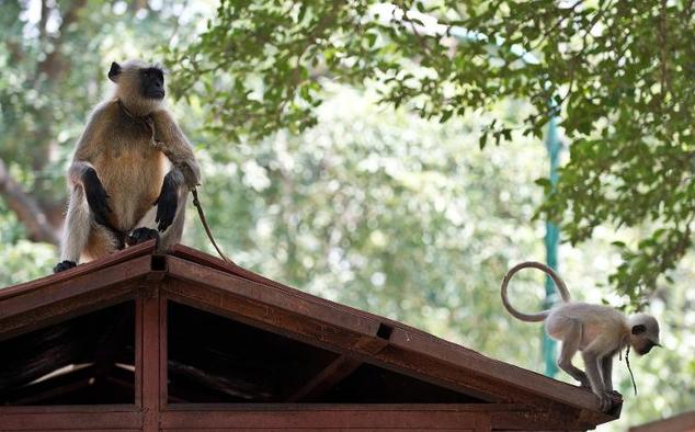 grey langurs are becoming increasingly common at outdoor weddings to ward off their natural enemy rhesus monkeys which are known to gatecrash and wreak havoc photo afp