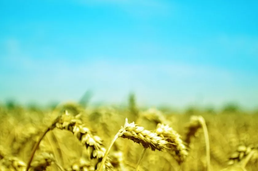 food minister says excessive use of fertilisers affecting crop production soil fertility stock image food minister says excessive use of fertilisers affecting crop production soil fertility stock image