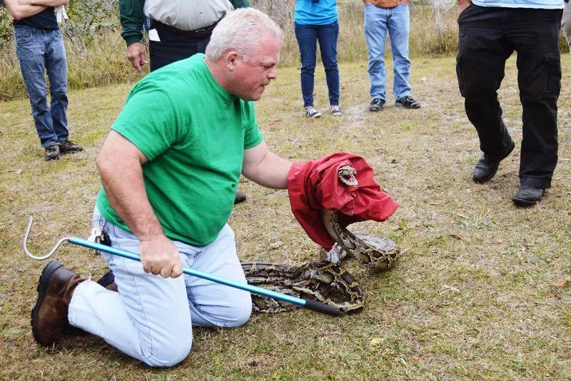 florida wildlife officials are teaching the general public how to identify and capture some of the snapping reptiles photo reuters florida wildlife officials are teaching the general public how to identify and capture some of the snapping reptiles photo reuters