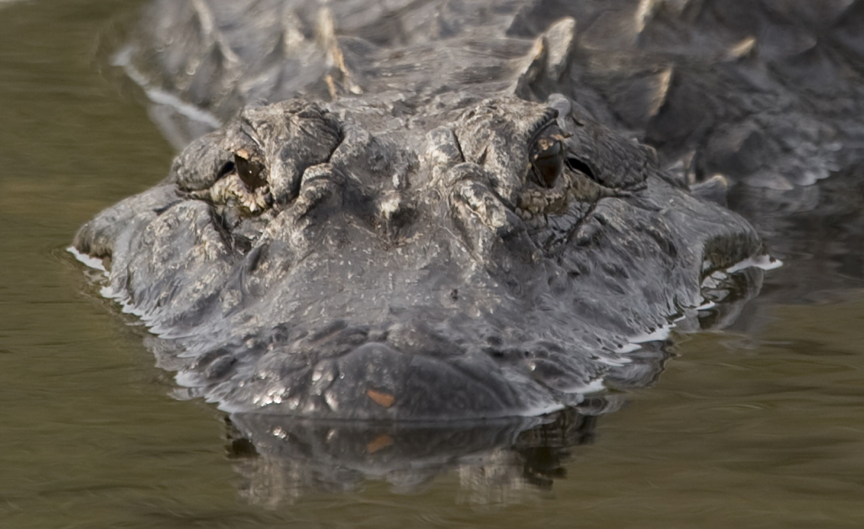 an american alligator in a waterway at the merritt island national wildlife refuge in titusville florida photo afp