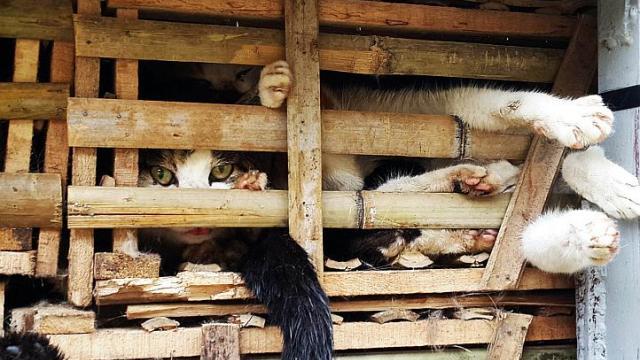 a truck containing three tons of live cats crammed into bamboo crates was impounded last tuesday photo afp