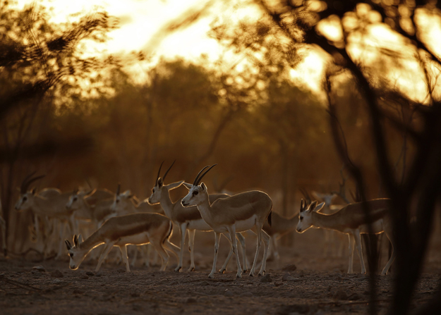 sand gazelles roam on sir bani yas island one of the largest natural islands in the united arab emirates on november 27 2014 photo afp