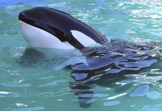 the now 7 000 pound 3 175 kilogram lolita is the only one of that group that is still alive she is believed to be the oldest captive orca in the united states photo reuters the now 7 000 pound 3 175 kilogram lolita is the only one of that group that is still alive she is believed to be the oldest captive orca in the united states photo reuters