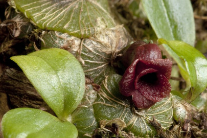 british botanist discovers unknown warty orchid species