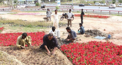 cda s plans capital to be city of flowers