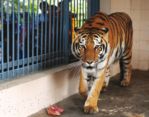 asif said a zoo management committee would be set up to monitor conditions there photo file asif said a zoo management committee would be set up to monitor conditions there photo file