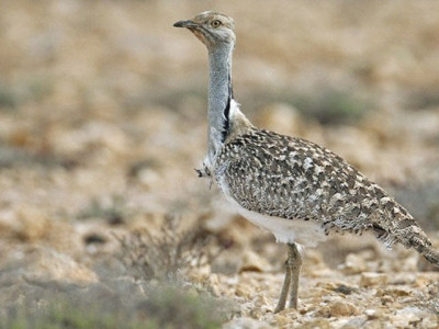 royal privileges balochistan govt challenges hunting ban in top court