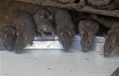 no rats or bats on new year s menu chinese government no rats or bats on new year s menu chinese government