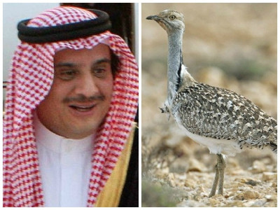 saudi royal on houbara bustard hunting spree in balochistan