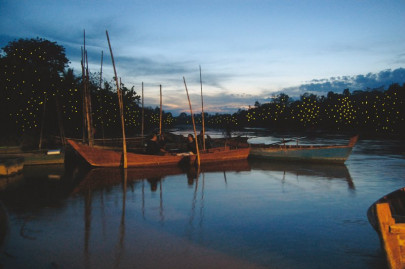kuala selangor s fireflies silent sparks kuala selangor s fireflies silent sparks