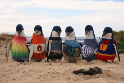 australia s oldest man knits sweaters for penguins australia s oldest man knits sweaters for penguins