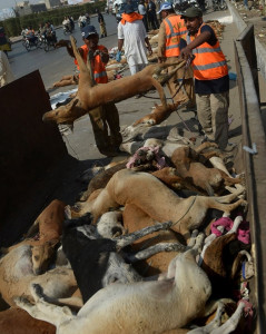 stray dogs rounded up culled in karachi