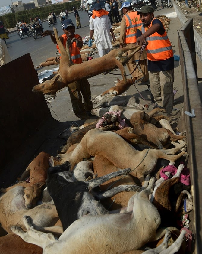 pakistani municipal workers dispose of a pile of dog carcasses in a suburb of karachi on february 11 2015 photo afp