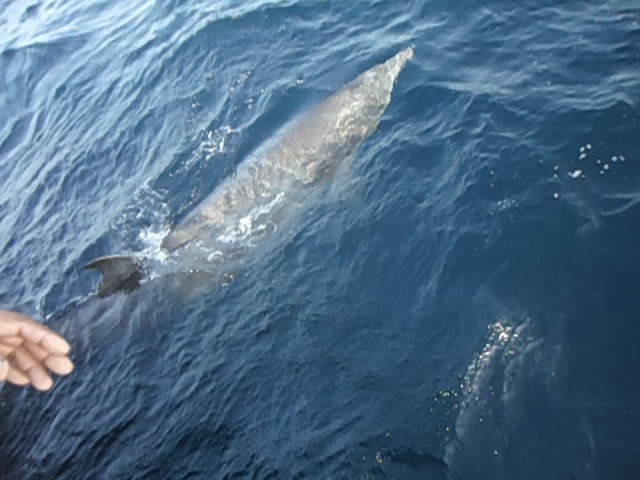 the longman 039 s beaked whale released back to the arabian sea photo wwf pakistan