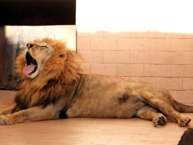 raju was 23 years old and was donated to the karachi metropolitan corporation in 2005 by habib oil mills pvt ltd photo abid nawaz express raju was 23 years old and was donated to the karachi metropolitan corporation in 2005 by habib oil mills pvt ltd photo abid nawaz express
