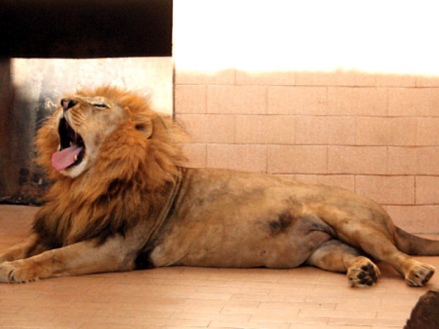 raju the lion dies at karachi zoo