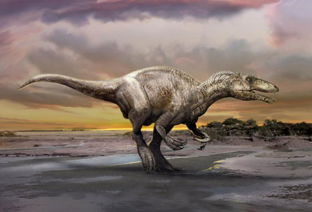 an artist s rendering of a carnivorous dinosaur unearthed in argentina shows murusraptor barrosaensis which lived about 80 million years ago during the cretaceous period measured about 21 feet 6 5 meters long that prowled patagonia although fossils of relatives have been discovered in australia and japan photo reuters