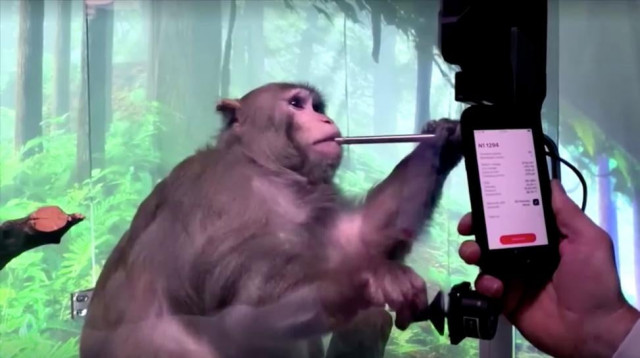 musk s neuralink shows monkey with brain chip playing videogame musk s neuralink shows monkey with brain chip playing videogame