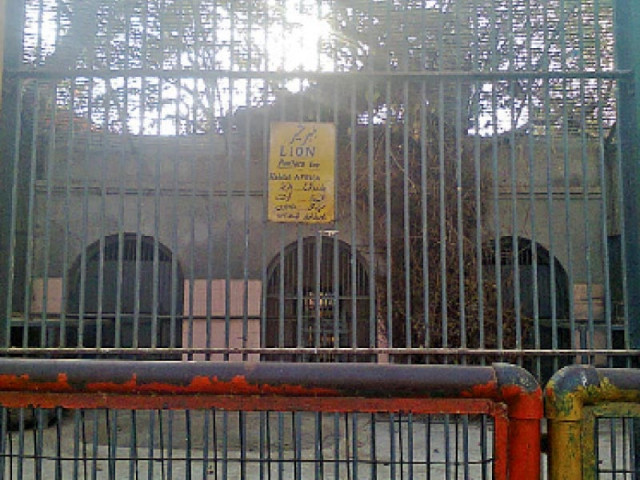 raju karachi s 23 year old lion who died on friday leaves behind a small cage photo express raju karachi s 23 year old lion who died on friday leaves behind a small cage photo express
