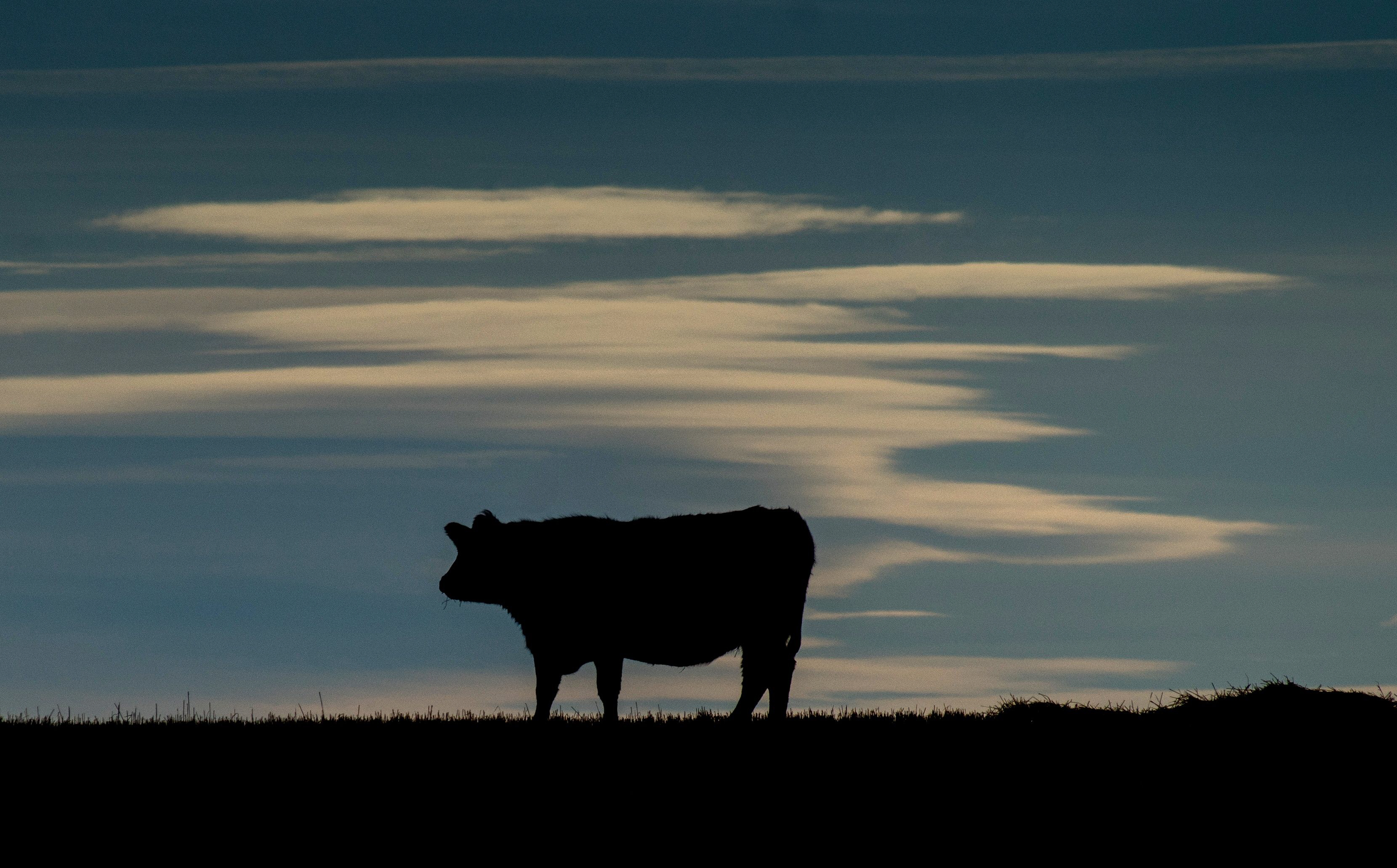 a cow is silhouetted on a pasture near the trans canada highway north of calgary alberta on february 13 2015 photo afp