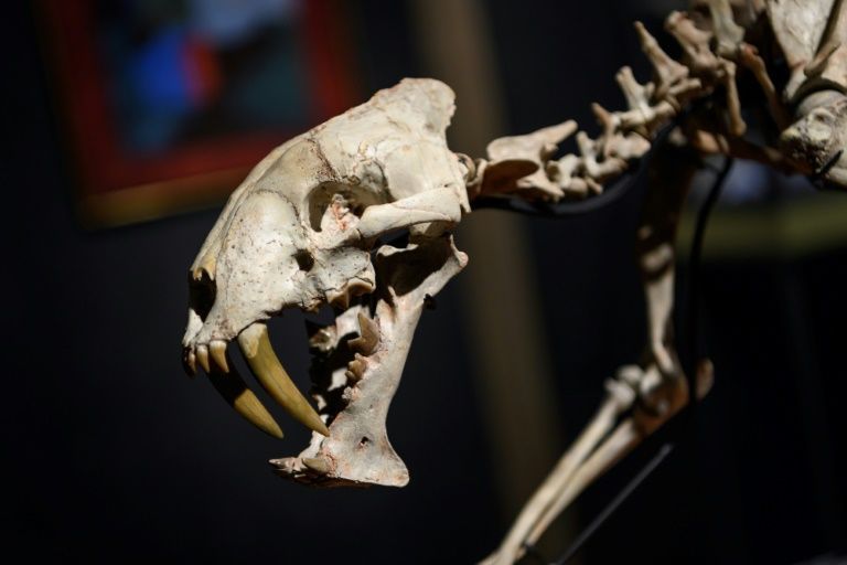 the remains were discovered on a south dakota ranch in 2019 photo afp