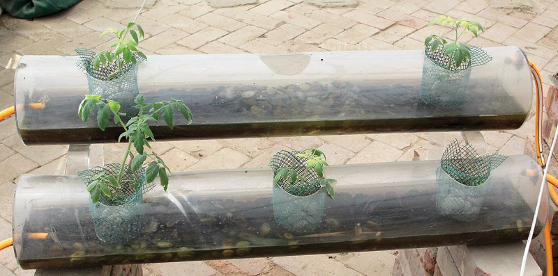innovative ideas grow tomatoes lettuce using 80 less water